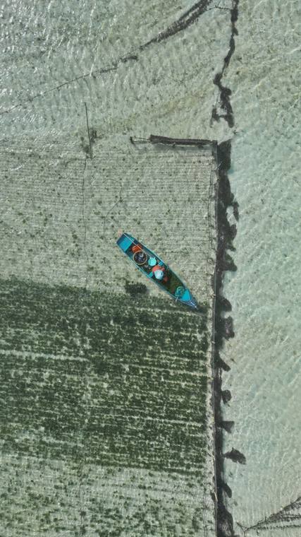 Barque au milieu de cultures en rangs, vue verticale par drone